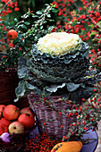 Brassica oleracea (ornamental cabbage)