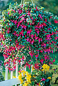 Fuchsia hybrid 'Multa'