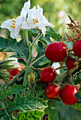 Solanum sisymbriifolium