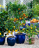 Citrus limon (lemon), Citrus reticulata