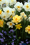 Narcissus 'Tahiti' (yellow blooming)