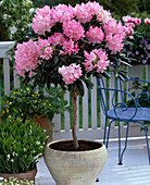 Rhododendron Yakushimanum