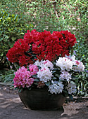 Rhododendron 'Eric', Rhododendron yakushimanum 'Kathe Heinje'