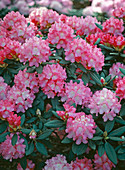 Rhododendron Yakusimanum 'Milano'