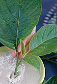 Datura, cuttings propagation