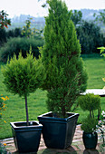 Cupressus macrocarpa 'Goldcrest' (cypresses)