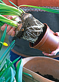 Schale mit vorgetriebenen Frühlingszwiebeln bepflanzen