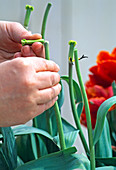 Blooming flower heads in tulips