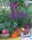 Salvia nemorosa, Salvia coccinea, Salvia argentea