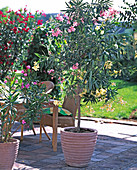 Nerium Oleander 'Marie Gambretta' gelb
