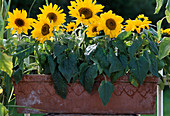 Helianthus annuus (mini sunflower)