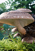 Shiitake mushrooms on sawdust as ready-made culture