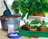 Stecklingsvermehrung von Hydrangea / Hortensien