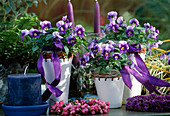 Viola cornuta (Horned Violet 'Penny Violet Beacon', wreath