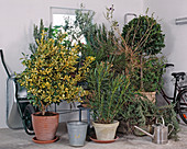 Not winter hardy potted plants housed in the basement