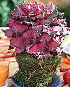 Table decoration, ornamental cabbage in a moss-clad clay pot