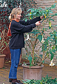 Cutting back the Datura (angel's trumpet) in autumn