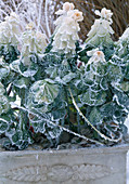 Brassica oleracea (ornamental cabbage) with rime in the box