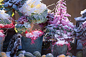 Ornamental cabbage species in metal pots with snow