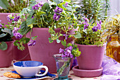 Viola suavis 'La Violetta', Duftveilchen mit gefüllten Blüten