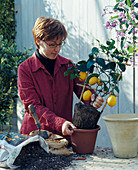 Repot citrus in spring