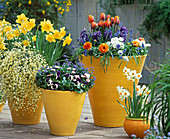 Yellow pots with Narcissus 'Golden Harvest', Myosotis