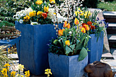 Pale blue pots with Tulipa 'Monsella', Ranunculus, Muscari