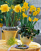 Narcissus hybrids 'Texas', 'Quail'