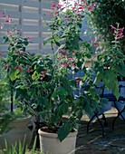 Salvia Dorisiana
