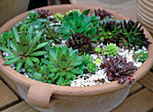 Various Sempervivum species in a shallow clay bowl