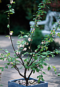 Prunus triloba (almond tree)