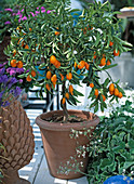 Fortunella margarita (oval kumquat) on balcony