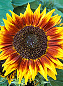 Helianthus annuus 'Ring Of Fire'