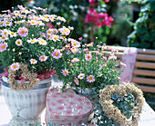 Agryanthemum frutescens 'Daisy Crazy', 'Summit Pink'