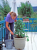 Planting Asarina erubescens in pot