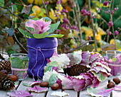 Brassica oleracea, ornamental cabbage in felt bag and as a wreath
