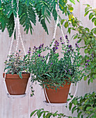 Ceiling mounts for hanging baskets