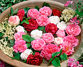 Bowl of water-floating historic rose petals