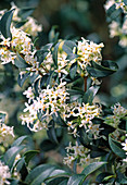 Osmanthus delavayi