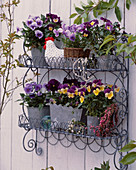 Wire shelf with viola (pansies and horned violets)