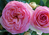Pink 'Edenrose' (shrub rose)