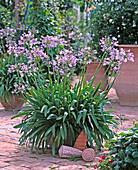 Agapanthus africanus (African lilies)