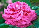 Rose 'Chartreuse de Parme'-DuftRose (breeder Delbard)