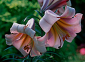 Lilium Hybride 'Pink Perfection'