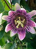 Passiflora hybrid 'Empress Eugenie' scented