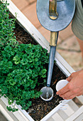 Planting water storage box with herbs