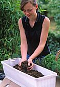 Plant water storage box with herbs