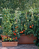 Tomatoes on the balcony