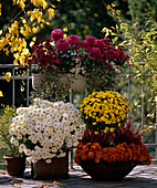 Balcony with chrysanthemums