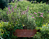 Salvia officinalis, Artemisia abrotanum, chives, Origanum
